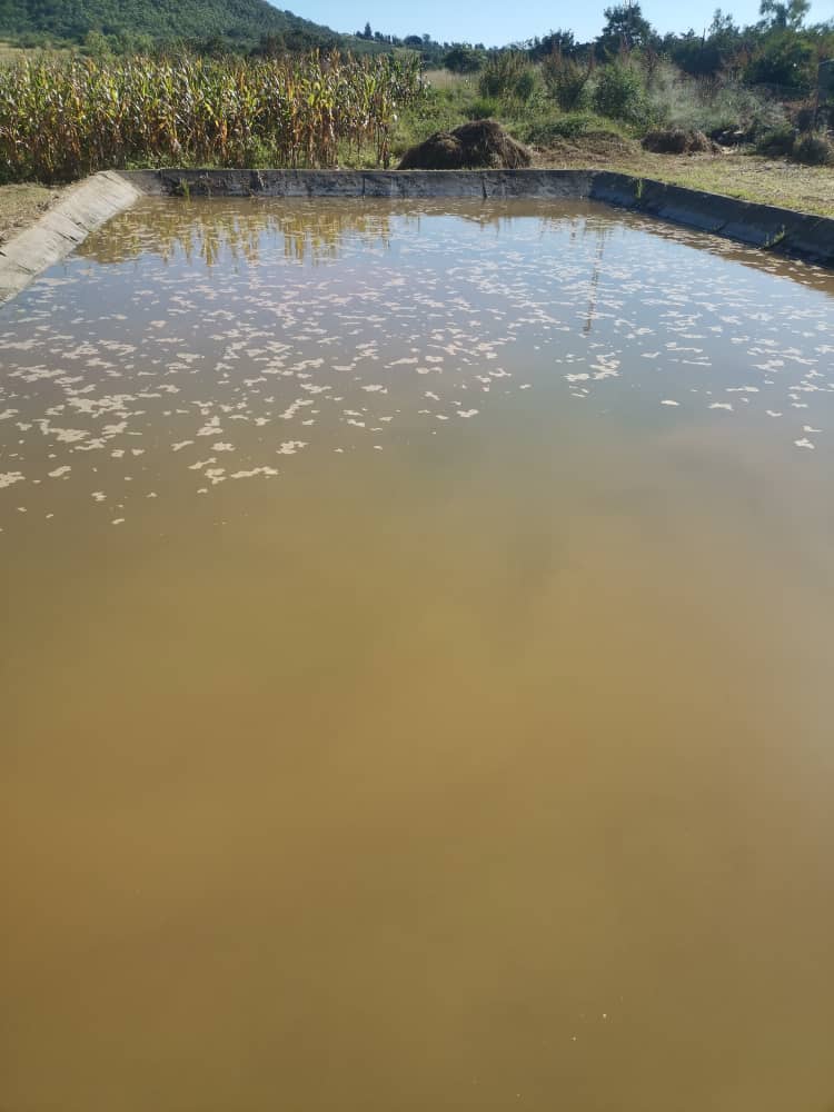 Fish Pond Construction